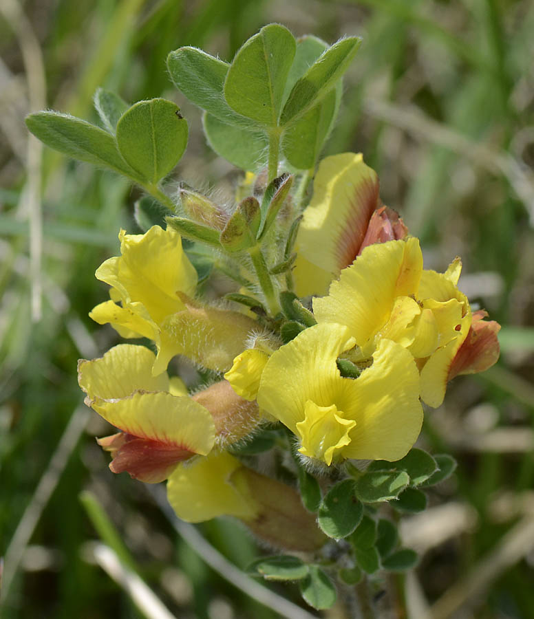Gambo fiorito - Cytisus hirsutus